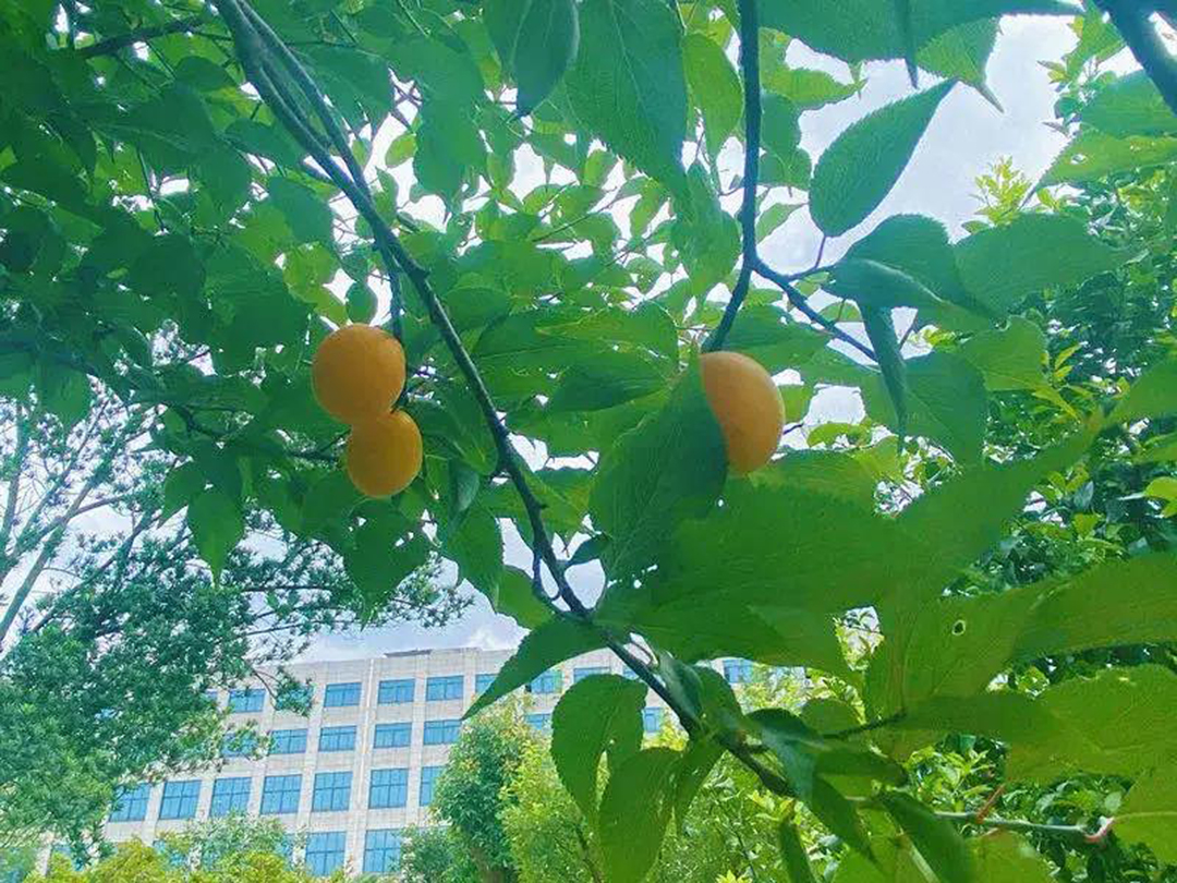 風(fēng)景這邊獨(dú)好!東大環(huán)境美景一覽,請(qǐng)查收